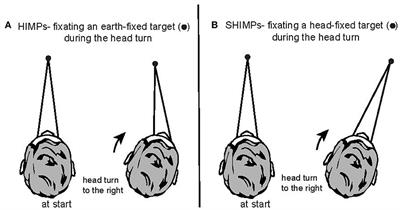 A review of the geometrical basis and the principles underlying the use and interpretation of the video head impulse test (vHIT) in clinical vestibular testing